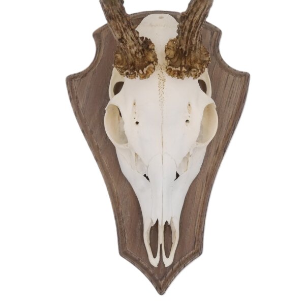 large (entire nose)