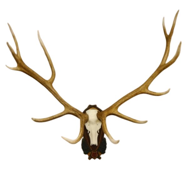 Maral / Wapiti