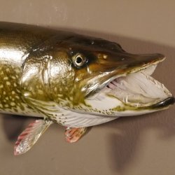 Hecht Präparat Breite 105 cm Raubfisch Fisch offene Kiemen