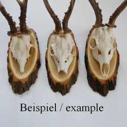3 Stück Akazie Reh Bock Trophäenschild AF 19 cm Rehbock Baumscheibe Baumschild