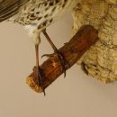 Wacholderdrossel Vogel Präparat Höhe 22cm Tierpräparat taxidermy mit Genehmigung zur Vermarktung