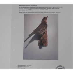 Wacholderdrossel Vogel Präparat Höhe 22cm Tierpräparat taxidermy mit Genehmigung zur Vermarktung
