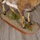Mufflon Präparat Ganzpräparat präpariertes Tier Alpen auf Dekoplatte mit Steinboden