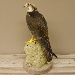 Lannerfalke Präparat Falke präpariert Tierpräparat taxidermy mit Genehmigung zum Verkauf