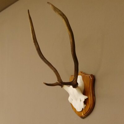 Rothirsch Geweih Gabler Rot Hirsch Höhe 61 cm Hirschgeweih Trophäenschild 70.869