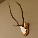 Rothirsch Geweih Gabler Rot Hirsch Höhe 61 cm...