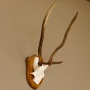 Rothirsch Geweih Gabler Rot Hirsch Höhe 61 cm Hirschgeweih Trophäenschild 70.869