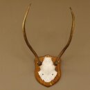 Rothirsch Geweih Gabler Rot Hirsch Höhe 61 cm Hirschgeweih Trophäenschild 70.869