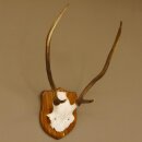 Rothirsch Geweih Gabler Rot Hirsch Höhe 61 cm Hirschgeweih Trophäenschild 70.869