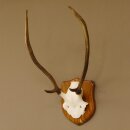 Rothirsch Geweih Gabler Rot Hirsch Höhe 61 cm Hirschgeweih Trophäenschild 70.869