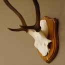 Rothirsch Geweih Gabler Rot Hirsch Höhe 61 cm Hirschgeweih Trophäenschild 70.869