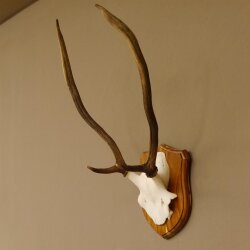 Rothirsch Geweih Gabler Rot Hirsch Höhe 61 cm Hirschgeweih Trophäenschild 70.869