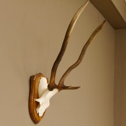Rothirsch Geweih Gabler Rot Hirsch Höhe 61 cm Hirschgeweih Trophäenschild 70.869