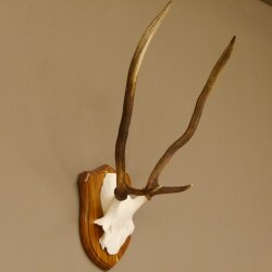 Rothirsch Geweih Gabler Rot Hirsch Höhe 61 cm Hirschgeweih Trophäenschild 70.869