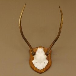 Rothirsch Geweih Gabler Rot Hirsch Höhe 61 cm Hirschgeweih Trophäenschild 70.869