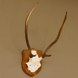 Rothirsch Geweih Gabler Rot Hirsch Höhe 61 cm Hirschgeweih Trophäenschild 70.869