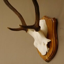 Rothirsch Geweih Gabler Rot Hirsch Höhe 61 cm Hirschgeweih Trophäenschild 70.869