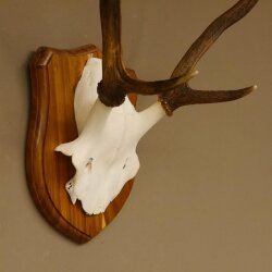 Rothirsch Geweih Gabler Rot Hirsch Höhe 61 cm Hirschgeweih Trophäenschild 70.869