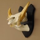 Warzenschwein Keiler Gewaff Afrika Trophäen auf Trophäenschild Hauer max.16,7 cm