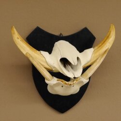 Warzenschwein Keiler Gewaff Afrika Trophäen auf Trophäenschild Hauer max.16,7 cm