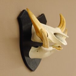 Warzenschwein Keiler Gewaff Afrika Trophäen auf Trophäenschild Hauer max.16,7 cm