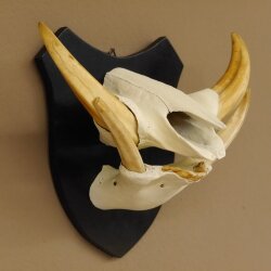 Warzenschwein Keiler Gewaff Afrika Trophäen auf Trophäenschild Hauer max.16,7 cm