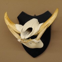 Warzenschwein Keiler Gewaff Afrika Trophäen auf Trophäenschild Hauer max.16,7 cm