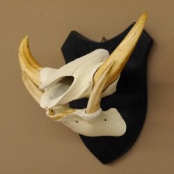 Warzenschwein Keiler Gewaff Afrika Trophäen auf Trophäenschild Hauer max.16,7 cm