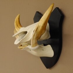 Warzenschwein Keiler Gewaff Afrika Trophäen auf Trophäenschild Hauer max.16,7 cm