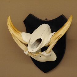 Warzenschwein Keiler Gewaff Afrika Trophäen auf Trophäenschild Hauer max.16,7 cm
