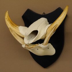 Warzenschwein Keiler Gewaff Afrika Trophäen auf Trophäenschild Hauer max.16,7 cm