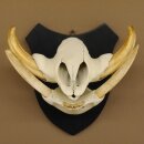 Warzenschwein Keiler Gewaff Afrika Trophäen auf Trophäenschild Hauer max.14,2 cm 88.15.43
