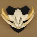 Warzenschwein Keiler Gewaff Afrika Trophäen auf Trophäenschild Hauer max.14,2 cm 88.15.43