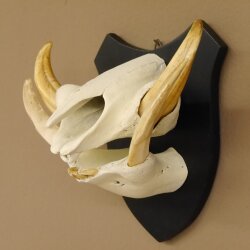 Warzenschwein Keiler Gewaff Afrika Trophäen auf Trophäenschild Hauer max.14,2 cm 88.15.43