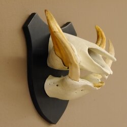 Warzenschwein Keiler Gewaff Afrika Trophäen auf Trophäenschild Hauer max.14,2 cm 88.15.43