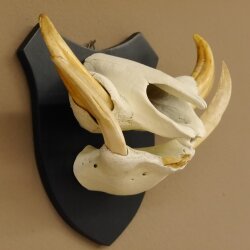 Warzenschwein Keiler Gewaff Afrika Trophäen auf Trophäenschild Hauer max.14,2 cm 88.15.43