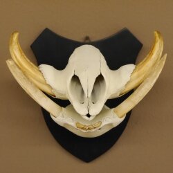 Warzenschwein Keiler Gewaff Afrika Trophäen auf Trophäenschild Hauer max.14,2 cm 88.15.43