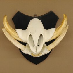 Warzenschwein Keiler Gewaff Afrika Trophäen auf Trophäenschild Hauer max.14,2 cm 88.15.43