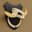 Warzenschwein Keiler Gewaff Afrika Trophäen auf Trophäenschild Hauer max.13,5 cm 88.15.46