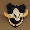 Warzenschwein Keiler Gewaff Afrika Trophäen auf Trophäenschild Hauer max.13,5 cm 88.15.46