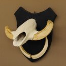 Warzenschwein Keiler Gewaff Afrika Trophäen auf Trophäenschild Hauer max.13,5 cm 88.15.46