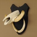 Warzenschwein Keiler Gewaff Afrika Trophäen auf Trophäenschild Hauer max.13,5 cm 88.15.46