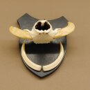 Warzenschwein Keiler Gewaff Afrika Trophäen auf Trophäenschild Hauer max.13,5 cm 88.15.46