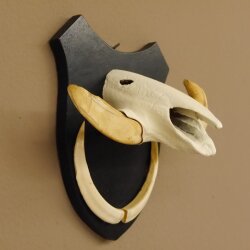 Warzenschwein Keiler Gewaff Afrika Trophäen auf Trophäenschild Hauer max.13,5 cm 88.15.46