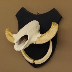 Warzenschwein Keiler Gewaff Afrika Trophäen auf Trophäenschild Hauer max.13,5 cm 88.15.46
