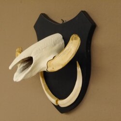 Warzenschwein Keiler Gewaff Afrika Trophäen auf Trophäenschild Hauer max.13,5 cm 88.15.46
