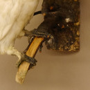 Haubenkakadu Orangenhaubenkakadu Vogel Präparat Höhe 35 cm präpariert Tierpräparat mit Genehmigung zum Verkauf