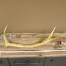Rothirsch goldfarbig Länge 62 cm Hirsch Stange Abwurfstange 71.1.140