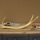 Rothirsch goldfarbig Länge 62 cm Hirsch Stange Abwurfstange 71.1.140