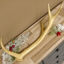 Rothirsch goldfarbig Länge 62 cm Hirsch Stange Abwurfstange 71.1.140